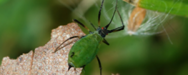 Aphids in San Jose