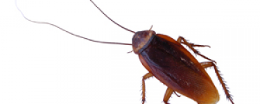 Cockroach